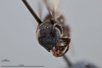 Media type: image;   Entomology 785834 Aspect: head frontal view